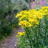 Scotland 2015-049