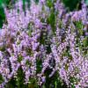 Scotland 2015-051