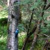 Scotland 2015-008