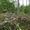 Scotland 2015-022