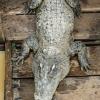 Tonle Sap-35