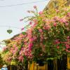 Hoi An-46
